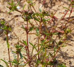 Plantago sarcophylla