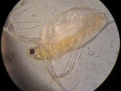 Daphniidae