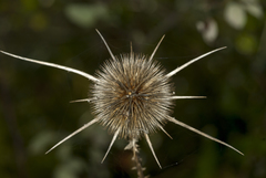 Dipsacus comosus