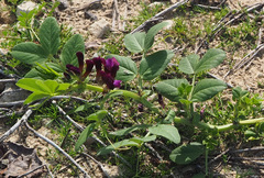 Vicia narbonensis