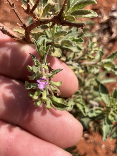 Purpling Keepsafe (Endostemon tereticaulis)