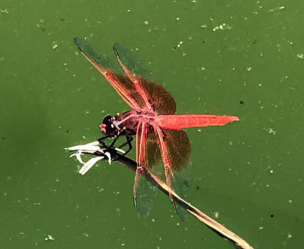 Flame Skimmer from Goleta, CA, USA on June 13, 2017 at 01:26 PM by ...