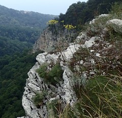 Peucedanum longifolium