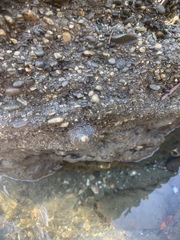 Nerita scabricosta