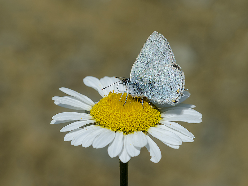 Rebel's Hairstreak