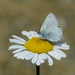 Satyrium armena - Photo (c) Murat Kurtel, alguns direitos reservados (CC BY-NC), uploaded by Murat Kurtel