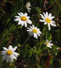 Anthemis leucanthemifolia