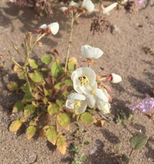 Chylismia claviformis claviformis