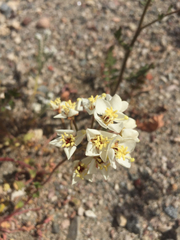 Chylismia claviformis claviformis