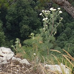 Seseli ponticum