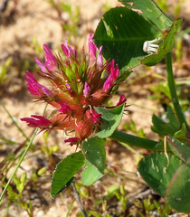 Trifolium spumosum