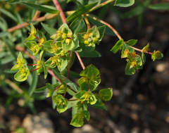 Euphorbia terracina