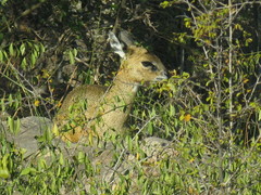 Oreotragus oreotragus transvaalensis