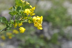 Hippocrepis emerus emeroides