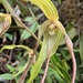 Phragmipedium lindenii - Photo (c) Chris Wood, some rights reserved (CC BY-NC-ND), uploaded by Chris Wood