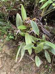 Maxillaria speciosa