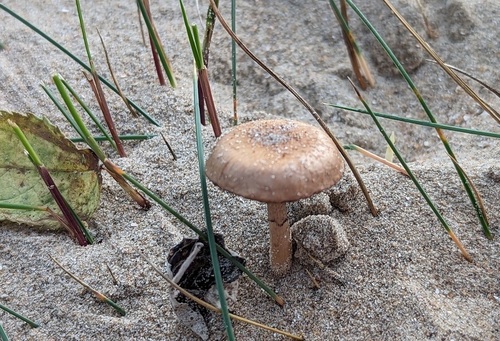 Beach Brittlestem
