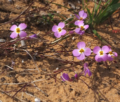 Maresia pulchella