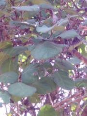 Coccoloba barbadensis