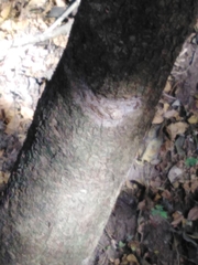 Coccoloba barbadensis