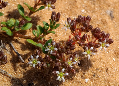 Polycarpon succulentum