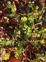 Portulaca oleracea