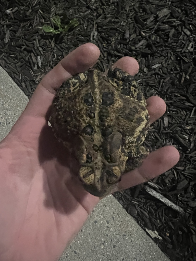 American Toad from Kutztown University, Kutztown, PA, US on September ...
