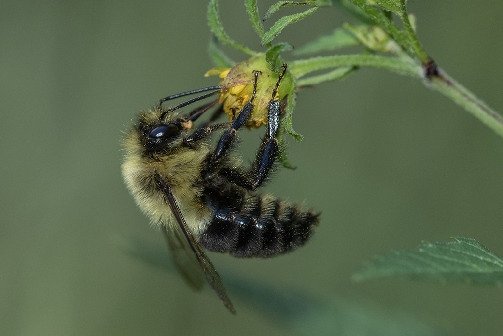 common-eastern-bumble-bee-from-silver-spring-md-usa-on-september-14