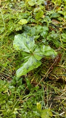 Trillium albidum parviflorum