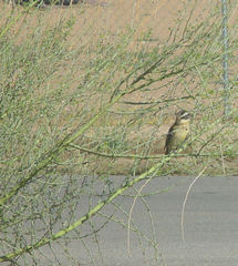 Pheucticus melanocephalus