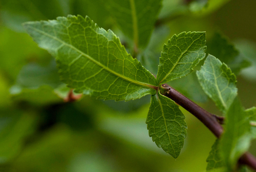 Commiphora glandulosa Scott-Elliot 2