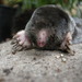 Broad-footed Mole - Photo (c) bob-dodge, some rights reserved (CC BY), uploaded by bob-dodge