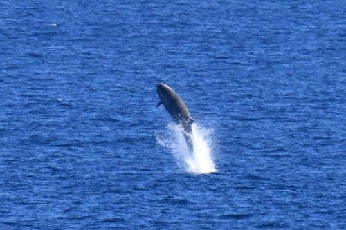 Northern Bottlenose Whale