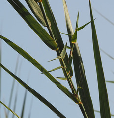 Phragmites frutescens