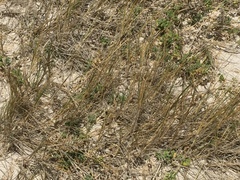 Thinopyrum distichum