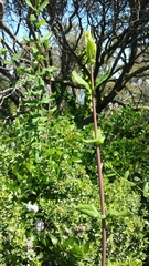 Garrya elliptica