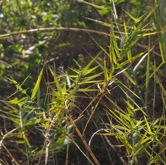 Phragmites frutescens