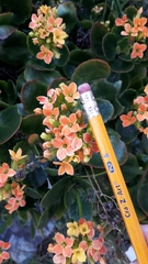 Kalanchoe
