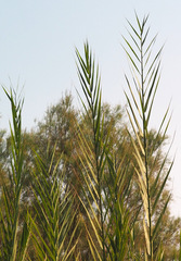 Phragmites frutescens