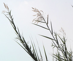 Phragmites frutescens
