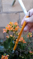 Kalanchoe