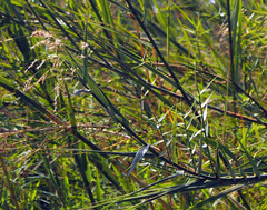 Phragmites frutescens