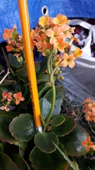 Kalanchoe