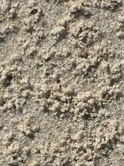Talitrinae