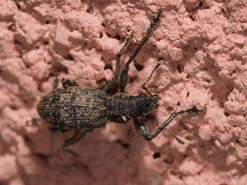 Coelositona limosus