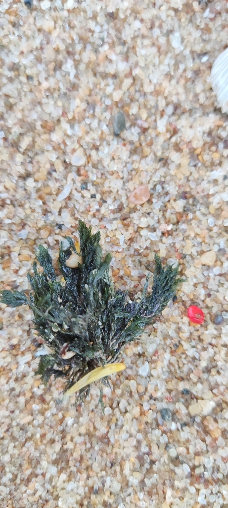 Acrosiphonia orientalis
