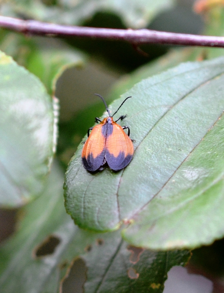 Lycus duvivieri
