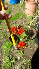 Kalanchoe