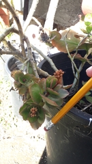 Kalanchoe