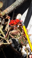 Kalanchoe